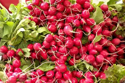 Junior Cherry