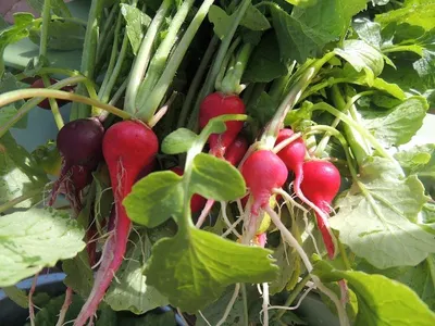 Radish - Image 4