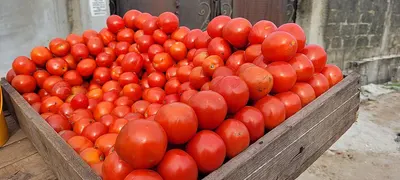 Tomatoes