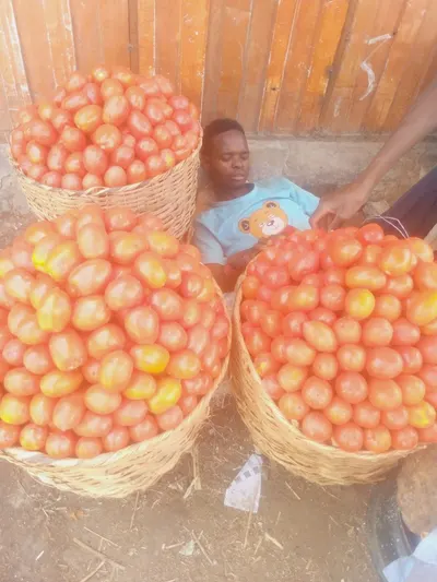 Tomatoes