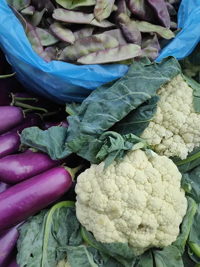 Green and red cabbage by Karnak Golden Export
