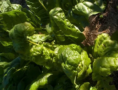 Green Vegetable