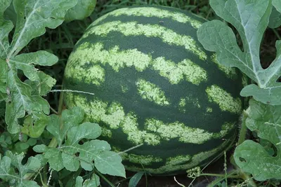 Watermelon