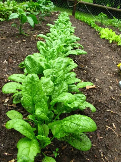 Fresh Celery by Compass Egypt