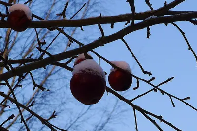 Red Apples
