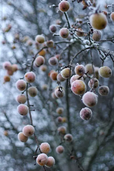 Frozen Apple Pieces