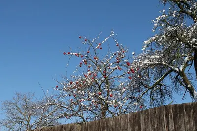Redhaw Hawthorn Flowers Crataegus Laevigata by Fito-export PE