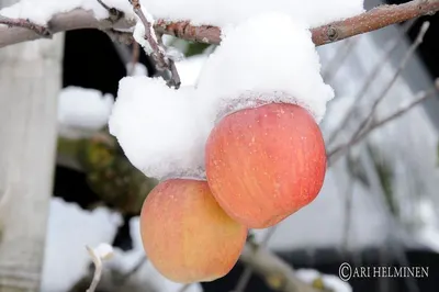 Fuji Apple
