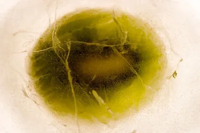 Brine Olive by Hazar Tem Ltd.