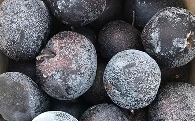 Forged grinding steel ball