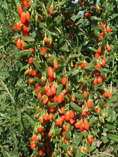 Sea buckthorn products by Shanxi Mountain Wutai Sea Buckthorn Products Co., Ltd.