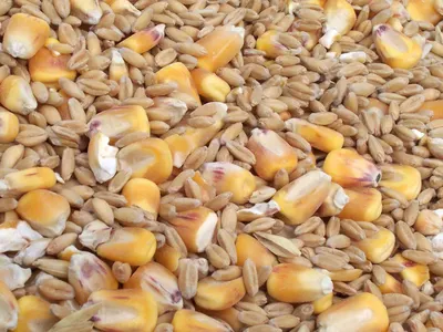 Non GMO Yellow Corn Grade 2
