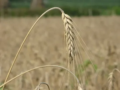 Wheat