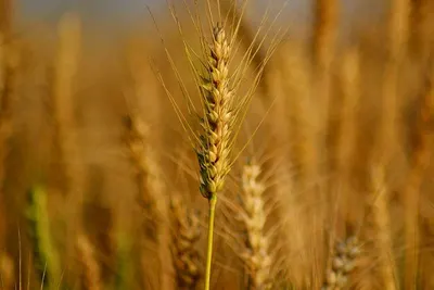 Wheat
