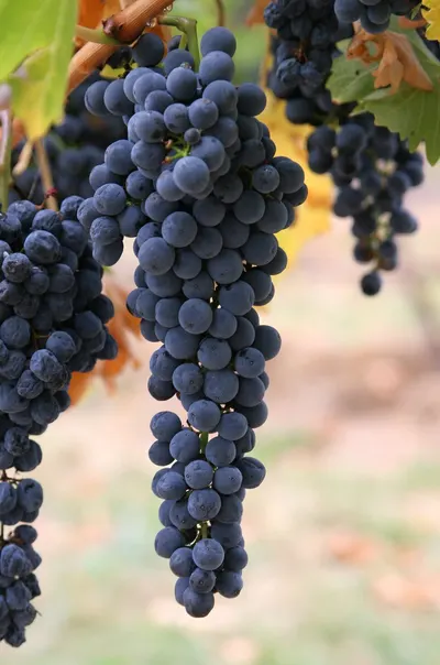 Grape Seed Extract by Apex Biotechnol