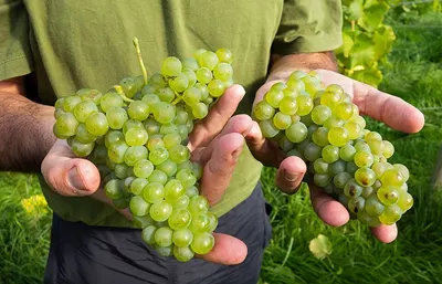 Fresh Green Grapes