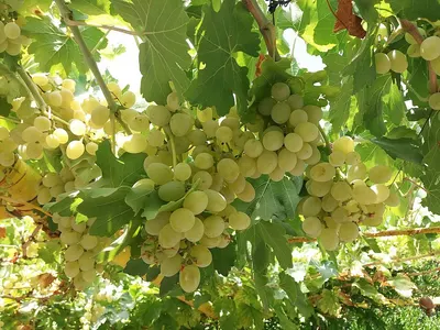 Super Sonaka Grapes