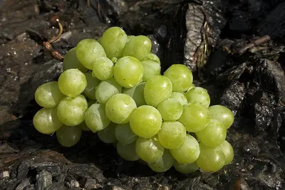 Red Flame Grapes
