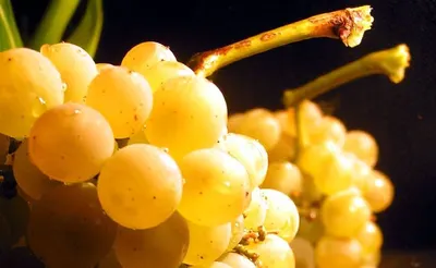 Red Flame Seedless Grapes