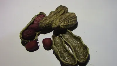 Grape seed & skin