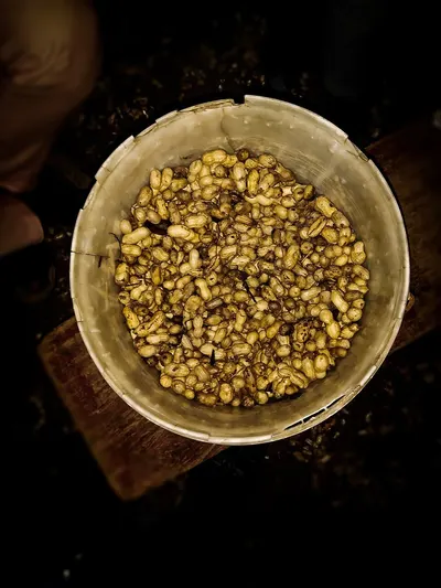 Wild Civet Coffee