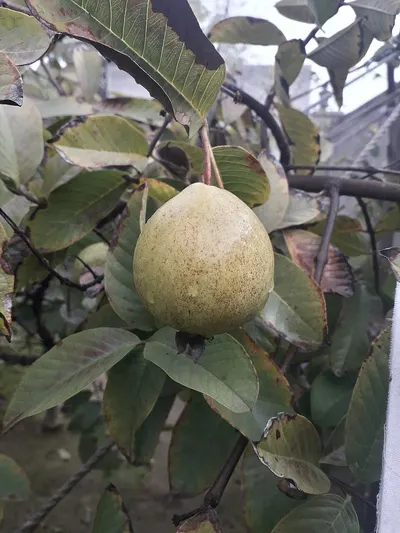 Honey pomelo