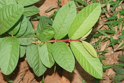 Kigelia Africana - Image 3