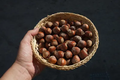 Roasted hazelnut