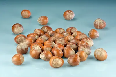 Hazelnut Flavour 1.100 by Bart Sp. Z O.O. Sp. K.