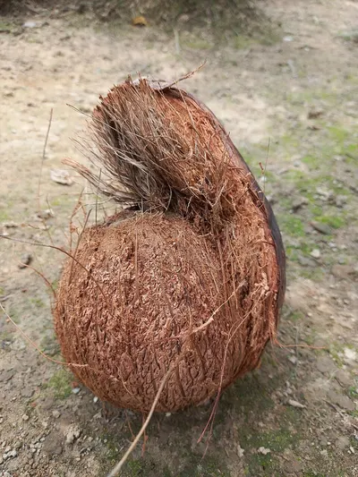 Cocunut