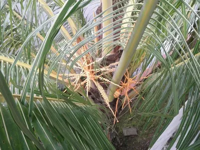 Palm shortening by Soon Soon Food Enterprise
