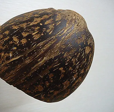 Oak Acorn As Whole