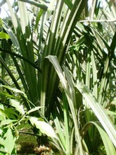 Sugar Nira Palm