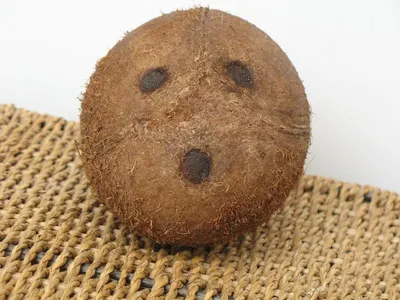 Coconut Sugar Coin