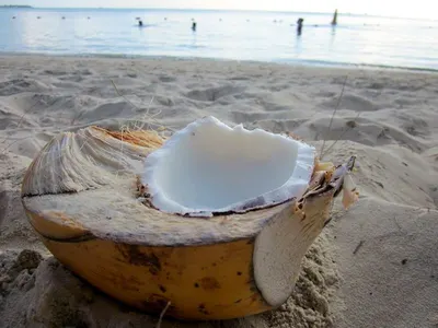 Ezy Pop Coconut