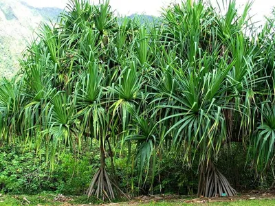 Chrysopogon zizanioides VETIVER Root Cultivators by SVM EXPORTS