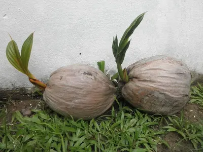 Mamey Grafted Trees (Pouteria sapota)