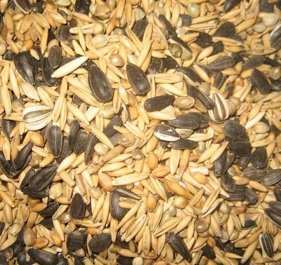 Ash of rice husks