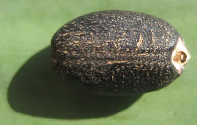 Ebony