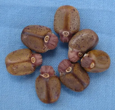 rudraksha beads 5 mukhi java