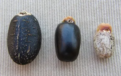 Loose Black Pebble (type 1-12 cm)
