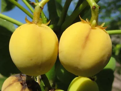 Jatropha