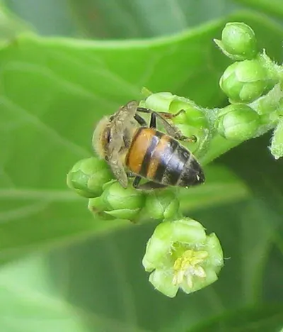 Channa Aurantimaculata