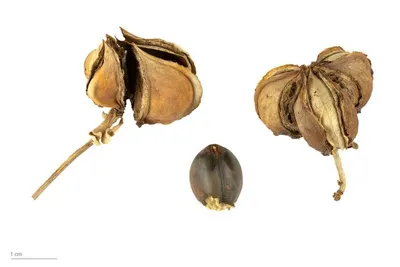 Gold plated rose