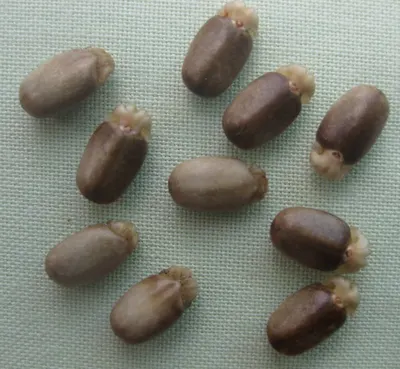 Corainder Seed