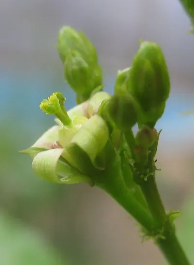 Snow pea