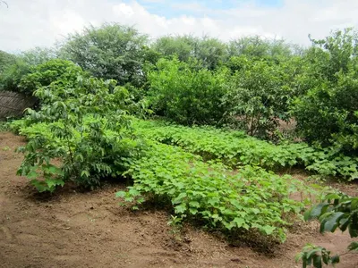 Grade Jatropha Seeds