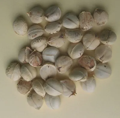 Shell canvas