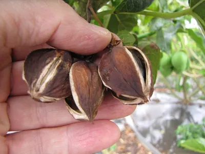 Gac Seeds