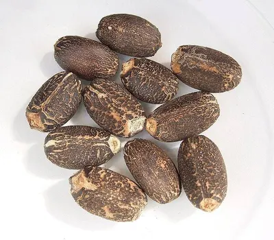 Tonka Beans by Marhun